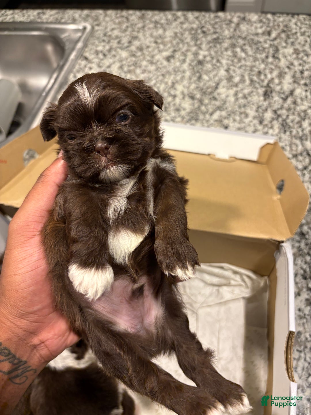 Shih Tzu dogs for sale: Choc - Ad 1