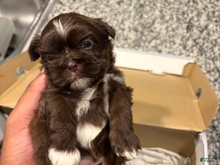 Shih Tzu dogs Choc - Ad 5