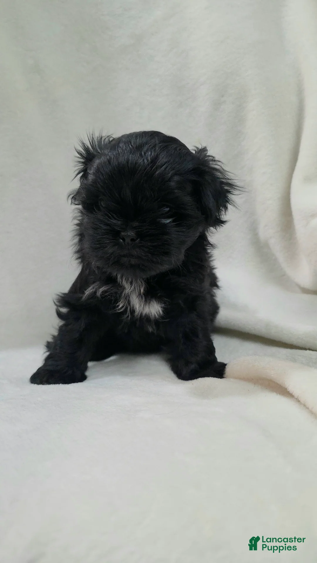 Malshi dogs for sale: Brindle - Ad 9