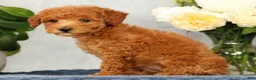 Mini Goldendoodle dogs for sale: Olive - Ad 8