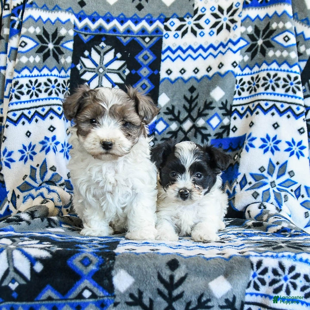 Yorkiepoo dogs for sale: Chocolate Crinkle - Ad 5