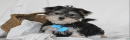 Morkie dogs for sale: Milo - Ad 6