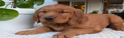 Golden Retriever dogs for sale: Hazel - Ad 5