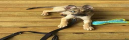 Gerberian Shepsky dogs for sale: Gerberian Shepsky 1 - Ad 4