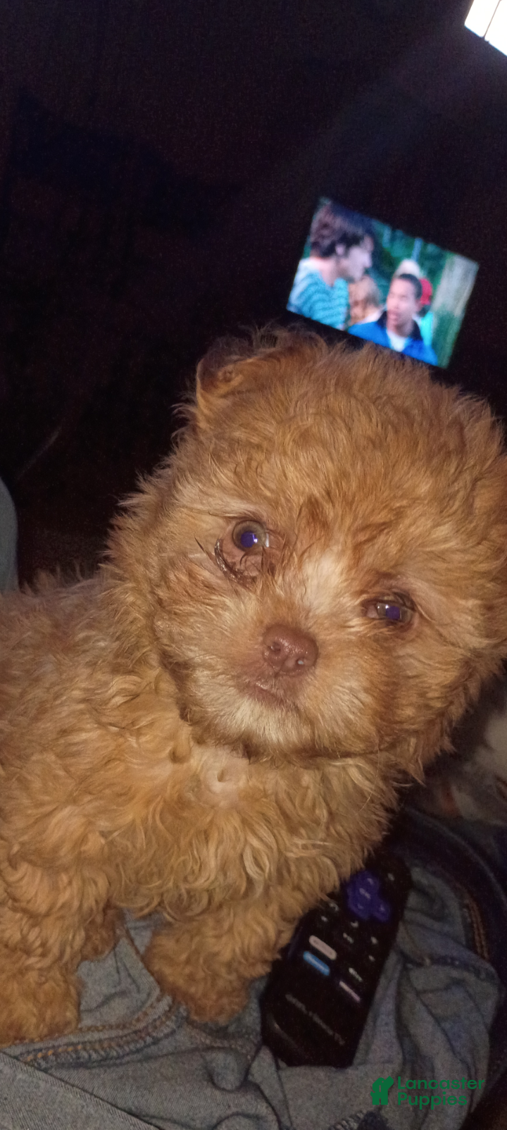 Pomeranian dogs for sale: Pomeranian Puppy 2 - Ad 1