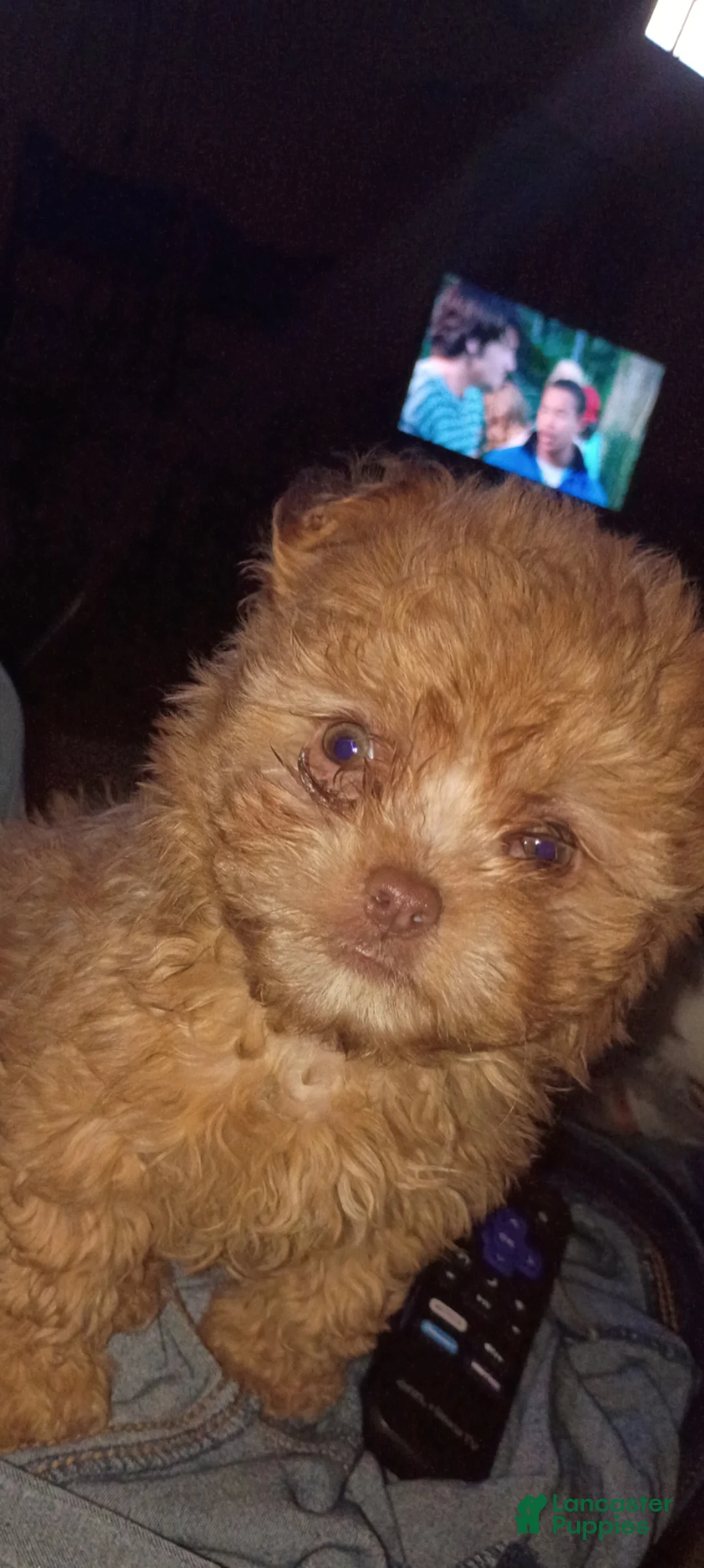 Pomeranian dogs for sale: Pomeranian Puppy 2 - Ad 1