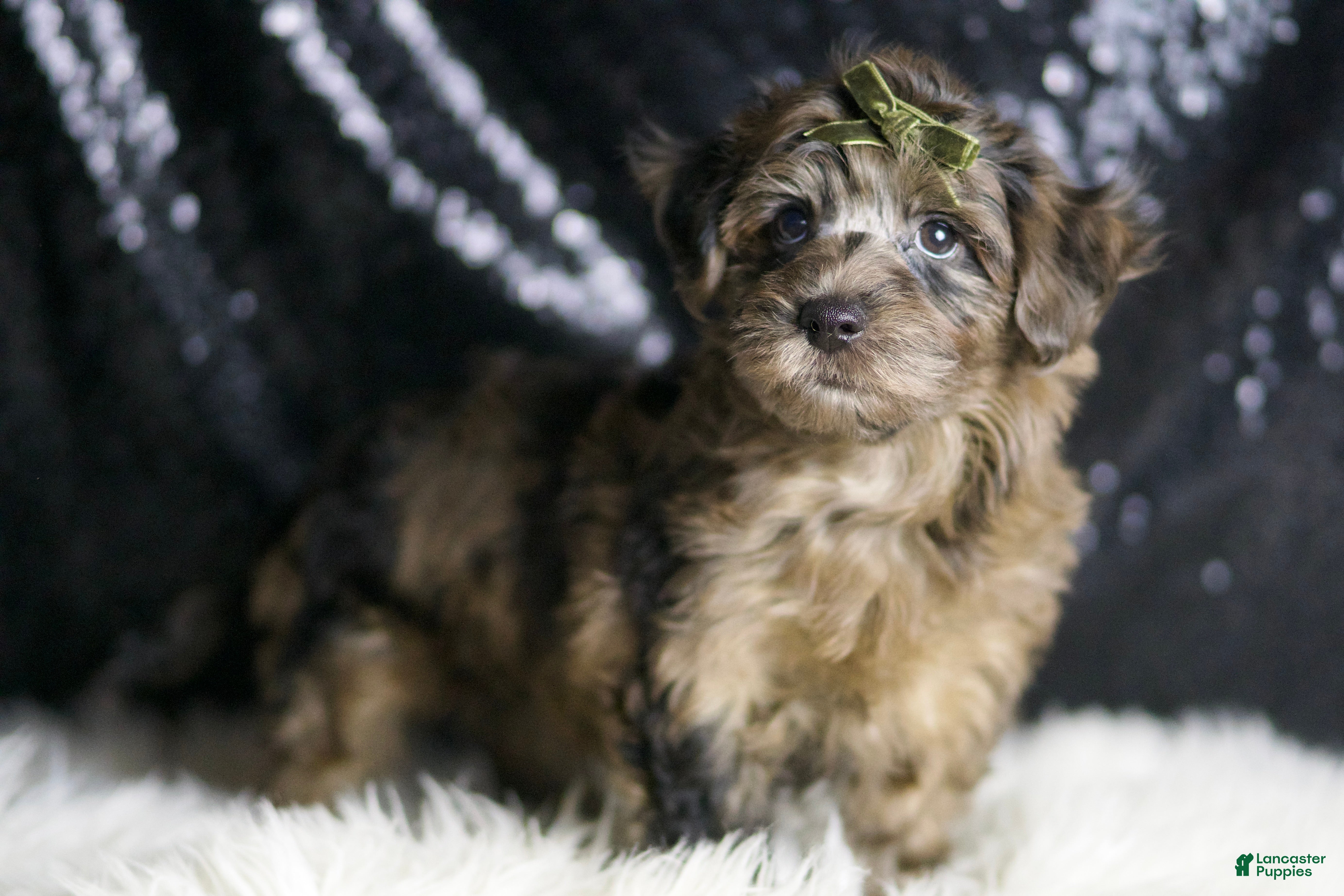 Full Grown Merle Yorkie Merle Yorkiepoo Puppies For Sale Lancaster