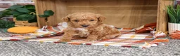 Miniature Poodle dogs for sale: Atlas - Ad 3