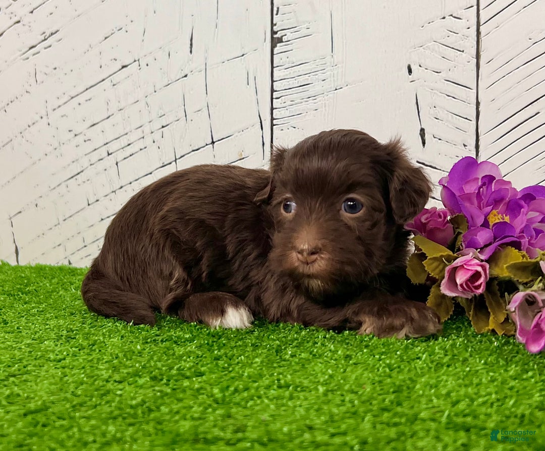 Havanese dogs for sale: Roxy - Ad 2