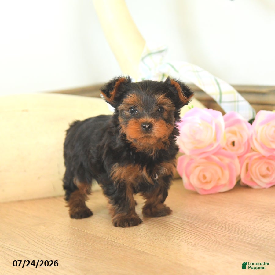 Yorkshire Terrier dogs Max - Ad 1