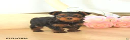 Yorkshire Terrier dogs for sale: Max - Ad 1