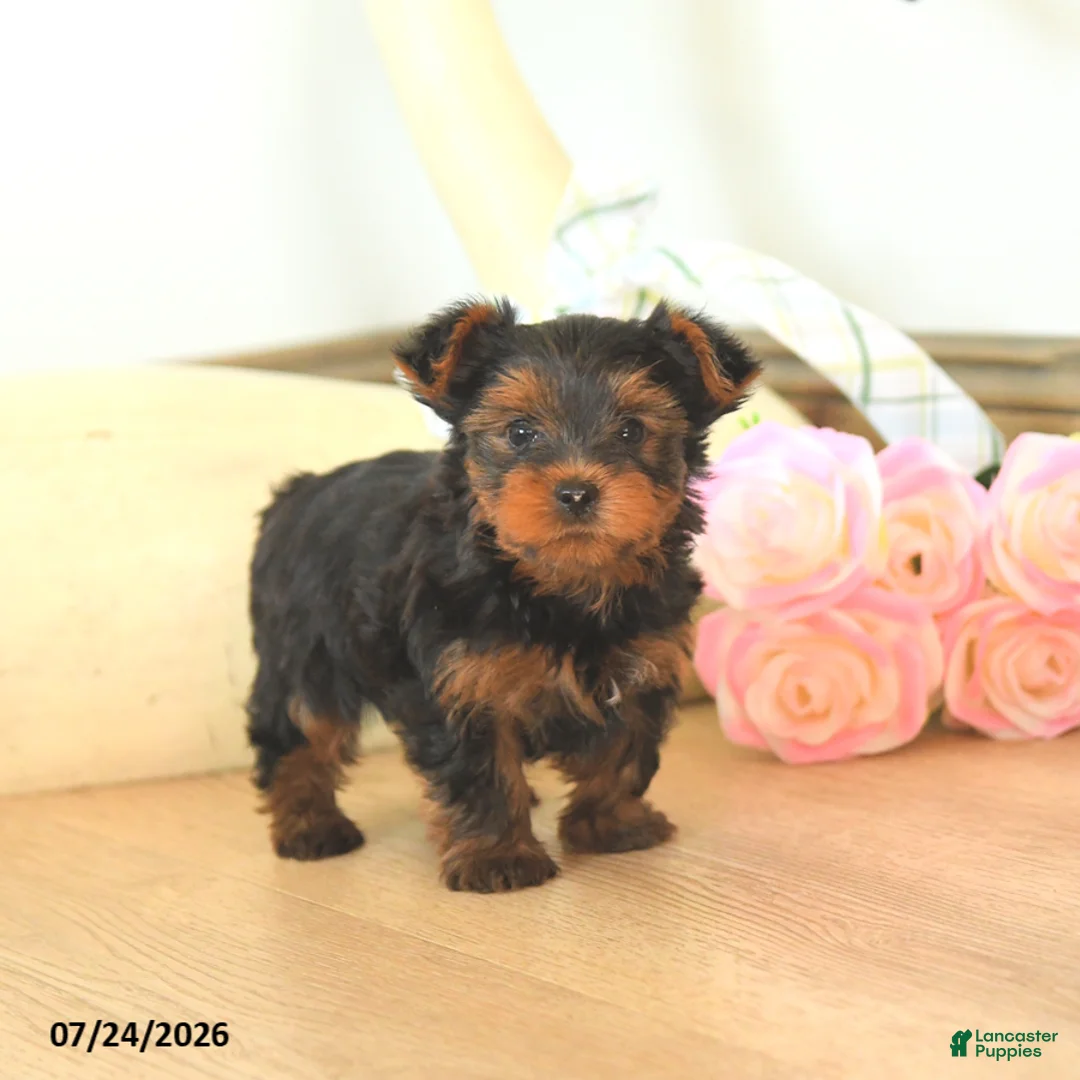 Yorkshire Terrier dogs for sale: Max - Ad 1