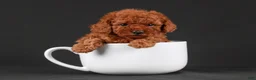 Toy Poodle dogs for sale: Percival - Ad 12