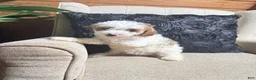 Cavapoo dogs for sale: Halo - Ad 2