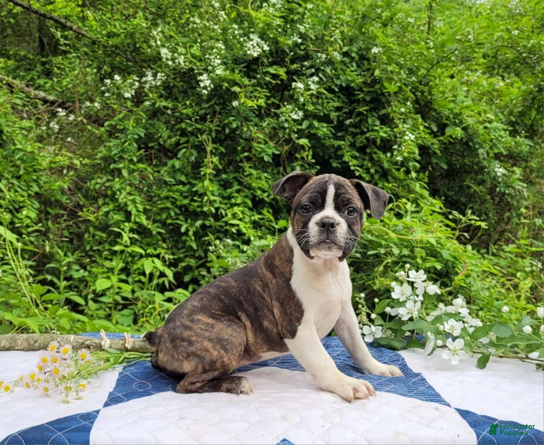 Frenchton dogs for sale: Pepsi - Ad 1