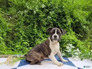 Frenchton dogs for sale: Pepsi - Ad 4