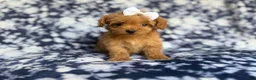 Cockapoo dogs for sale: Fergi - Ad 8