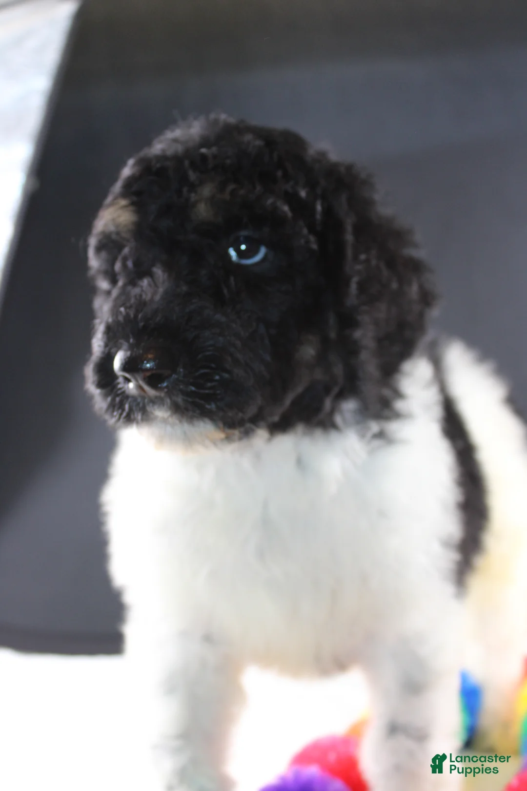 Standard Poodle dogs for sale: Willie N - Ad 2