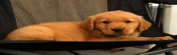 Golden Retriever dogs for sale: Scott - Ad 8