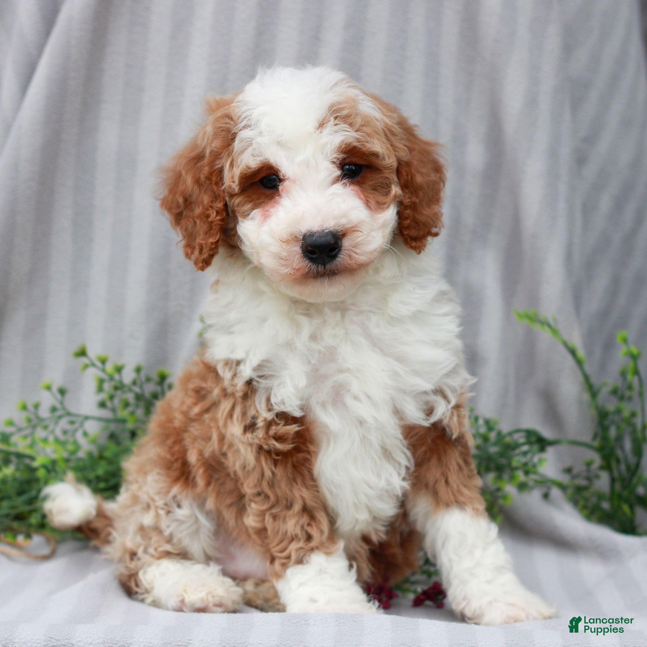 Miniature Poodle dogs Rudy  - Ad 10