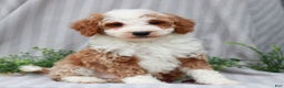Miniature Poodle dogs for sale: Rudy  - Ad 1