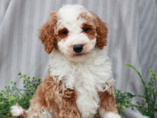 Miniature Poodle dogs Rudy - Ad 10