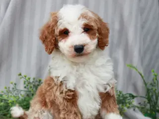 Miniature Poodle dogs Rudy - Ad 36