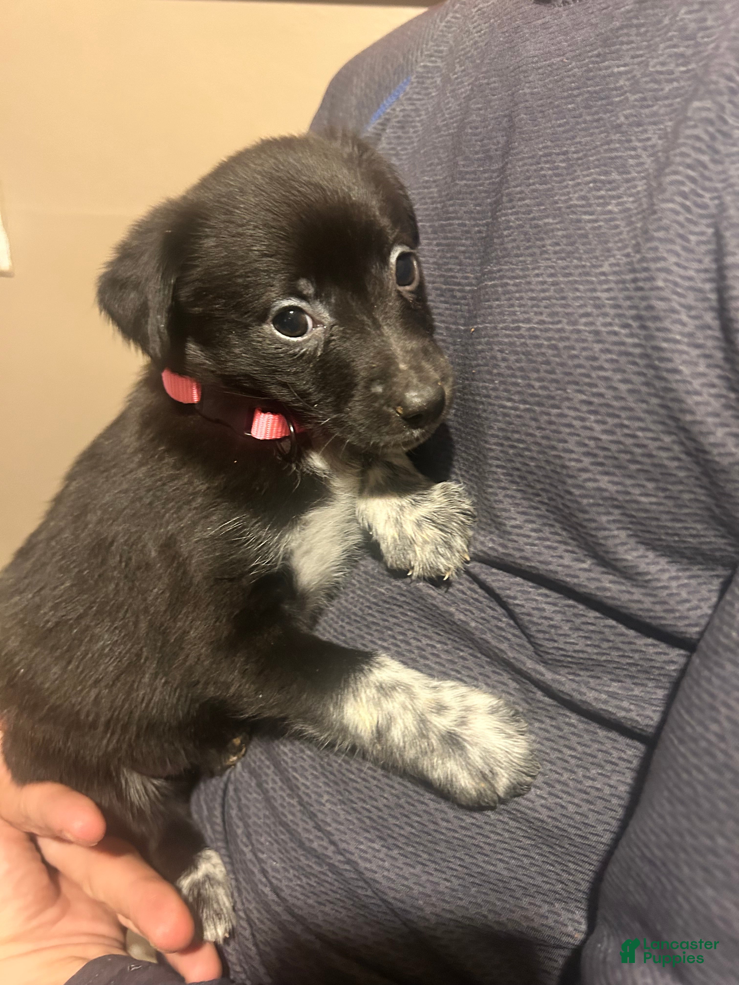 Mixed Breed dogs Jelly - Ad 19