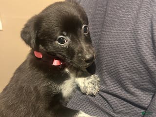 Mixed Breed dogs Jelly - Ad 22