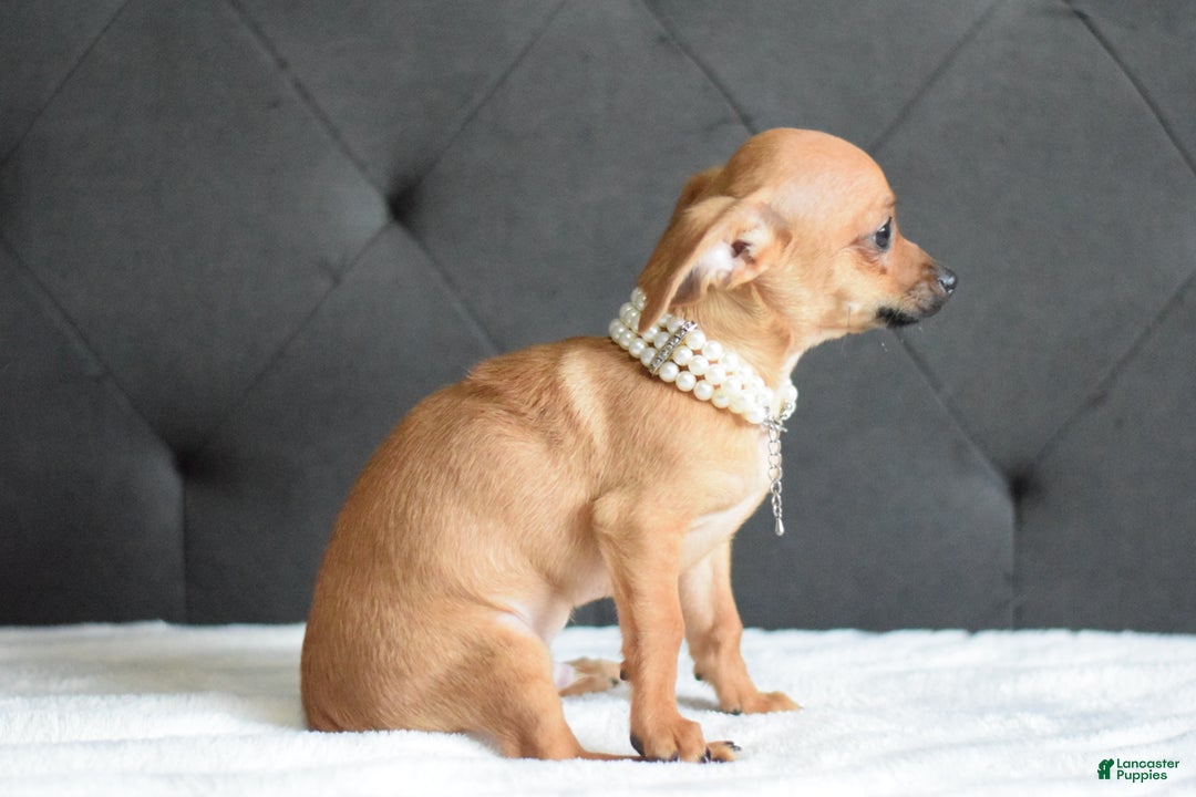 Chihuahua dogs for sale: Chihuahua Puppy 2 - Ad 4