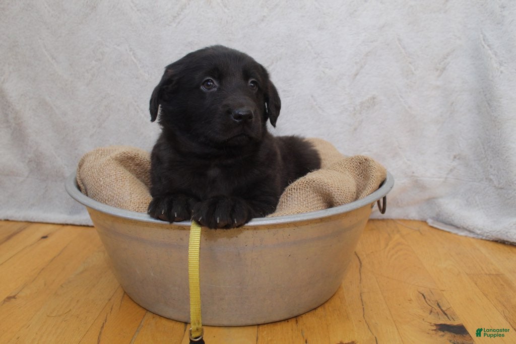 Mixed Breed dogs Yellow - Ad 16