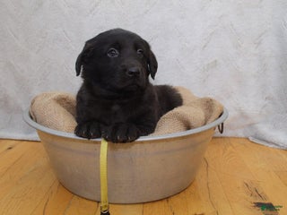 Mixed Breed dogs Yellow - Ad 24