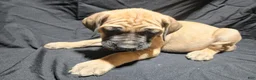 English Mastiff dogs for sale: Gallant - Ad 1