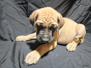 English Mastiff dogs Gallant - Ad 39