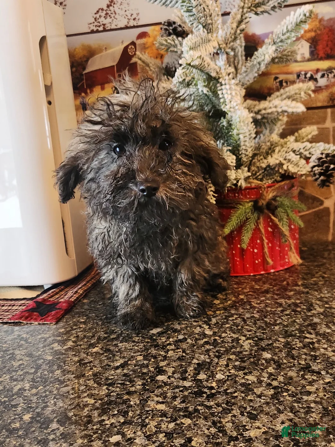 Toy Poodle dogs for sale: kent - Ad 1