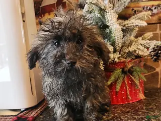 Toy Poodle dogs kent - Ad 5