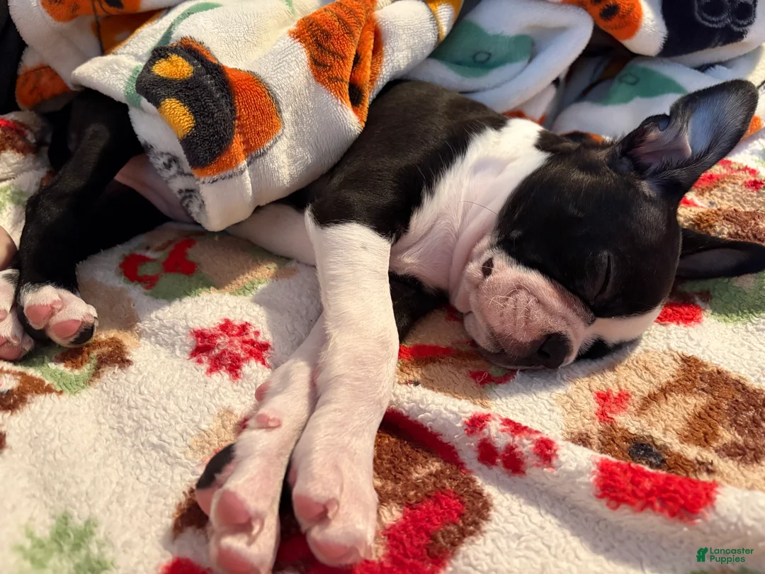 Boston Terrier dogs for sale: Boston Terrier Puppy 3 - Ad 2