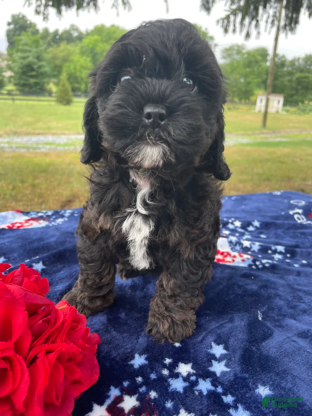 Shihpoo dogs for sale: Sheila - Ad 2