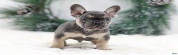 French Bulldog dogs for sale: Jordan - Ad 3