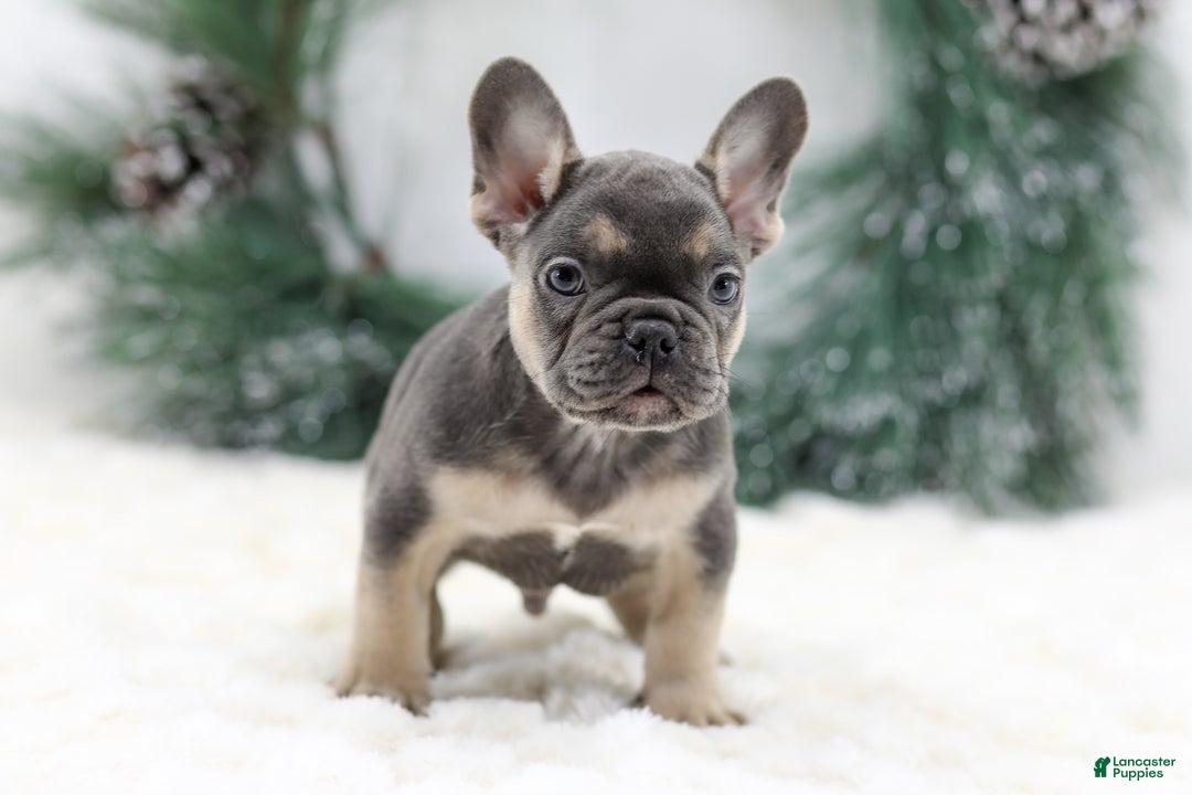French Bulldog dogs for sale: Jordan - Ad 3