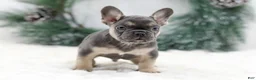 French Bulldog dogs for sale: Jordan - Ad 3