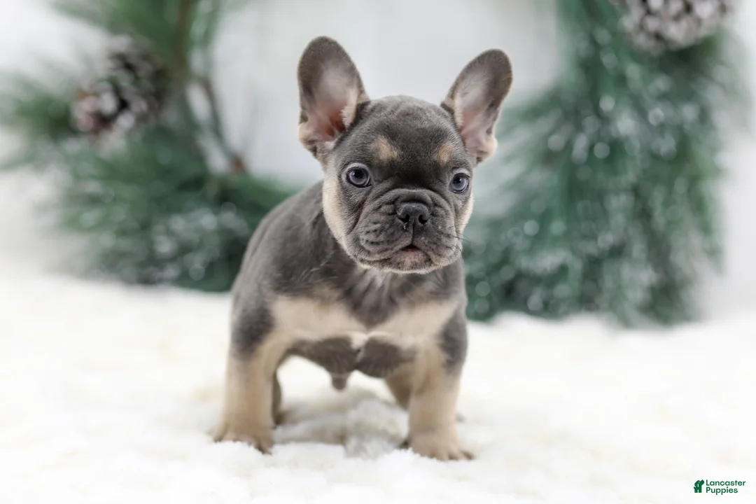 French Bulldog dogs for sale: Jordan - Ad 3