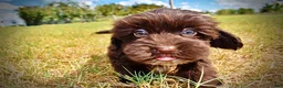 Havapoo dogs for sale: Kricket - Ad 20