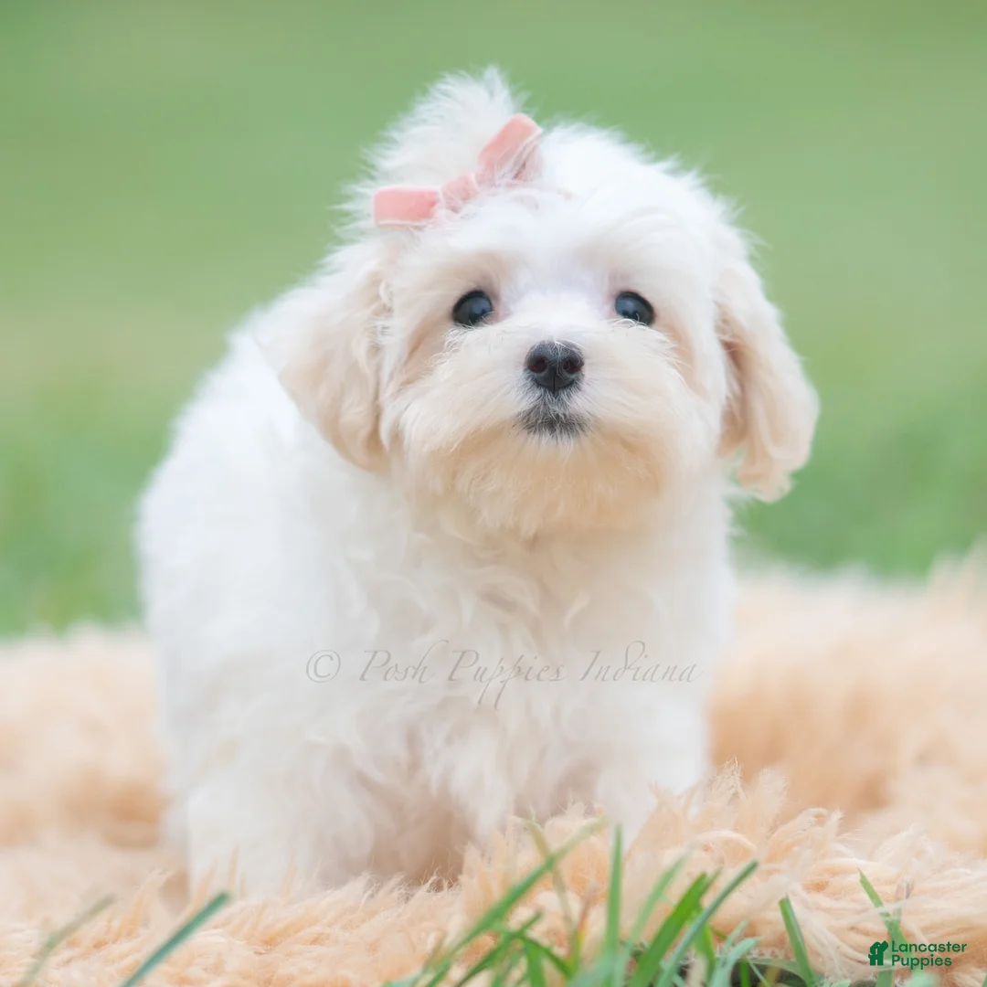 Maltipoo dogs for sale: Ellie - Ad 2