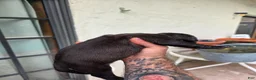 American Bully dogs for sale: American Bully 9 - Ad 16
