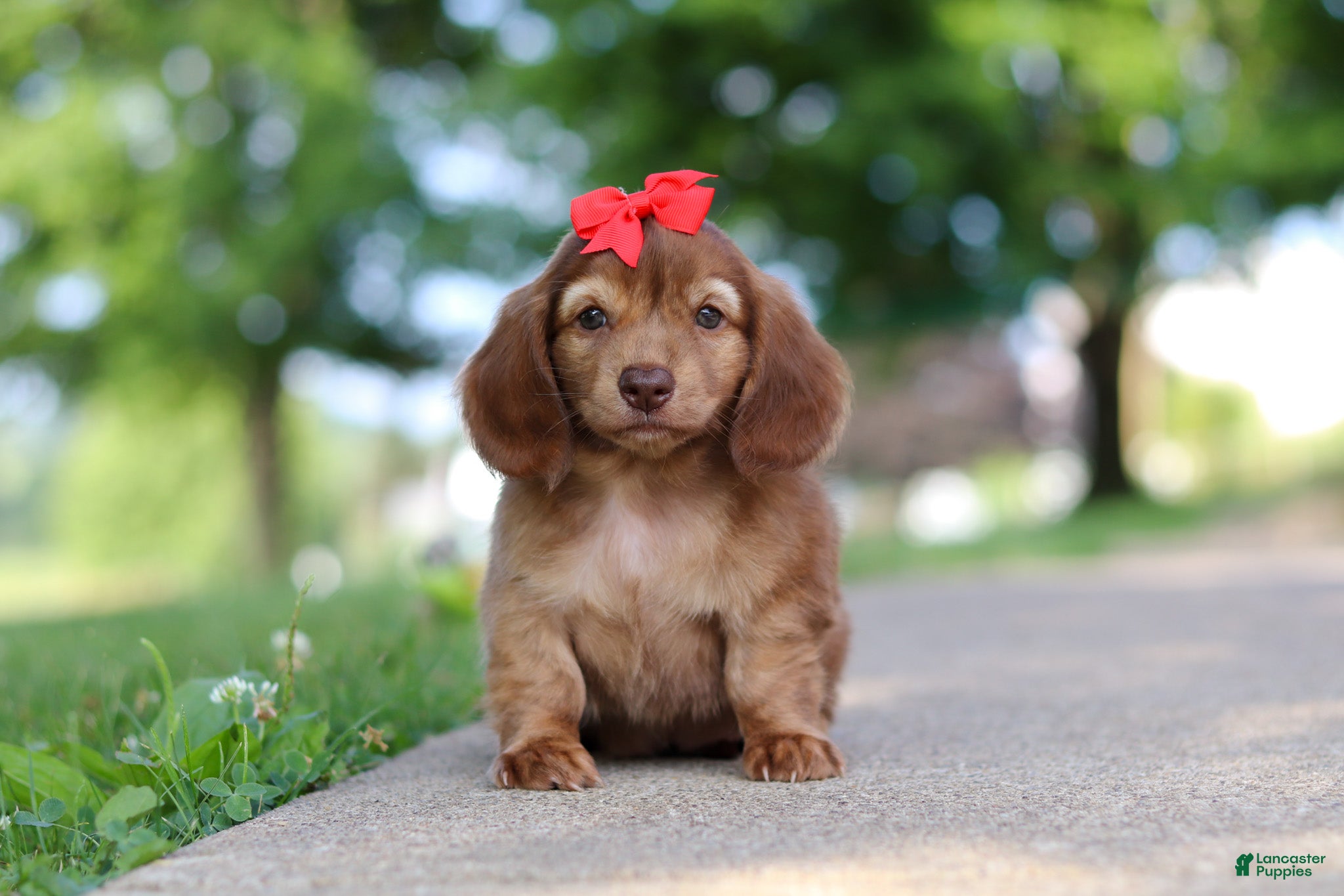 Miniature Dachshund dogs Sacajawea - Ad 2