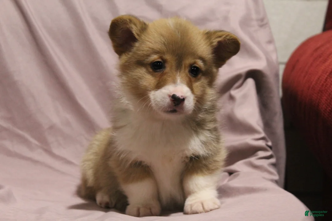 Welsh Corgi Pembroke dogs for sale: Monty - Ad 5