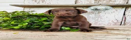 Labrador Retriever dogs for sale: Flora - Ad 6