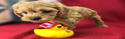Cockapoo dogs for sale: Girdle - Ad 3