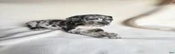 Great Dane dogs for sale: Tank-neon yellow - Ad 7